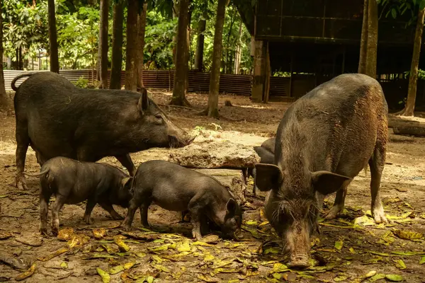 Yetişkinler ve domuzcuklar da dahil olmak üzere bir grup siyah domuz gölgeli bir alanda düşmüş yaprakların arasında yiyecek arıyorlar.