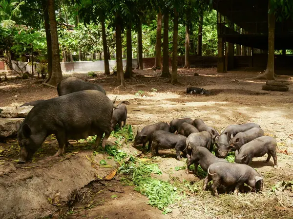 Domuzlar da dahil olmak üzere birkaç koyu renkli domuz gölgeli, ağaçlık bir alanda yiyecek arıyor.