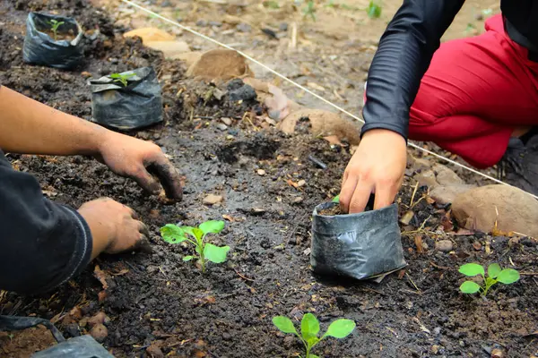 Toprak kaplı elleri olan iki kişi dikkatlice bahçedeki karanlık toprağa küçük yeşil fidanlar ekiyor ya da yatak dikiyorlar.