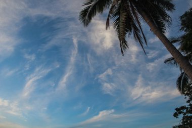 Yapraklara ve yüksek hurma dallarına bakan bir manzara. Siluet, narin, ince beyaz bulutlarla dolu parlak mavi bir gökyüzüne karşı.