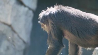 Sağdan sola yürüyen bir şempanzenin yavaş çekim yakın çekimi, merakla etrafa bakıyor. Altın arka plan, hayvanların kürkünü ve siluetini ön plana çıkarıyor. Doğa belgeselleri, vahşi yaşam içeriği veya eğitim kullanımı için ideal görüntüler