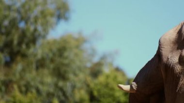 Bu yakın çekim vahşi yaşam videosu bir filin karpuzun tadını çıkarışını detaylı bir şekilde gösteriyor, hortumunu ustalıkla kullanarak meyveyi kırıyor ve yiyor. Sahnenin yarısında, başka bir fil sağ taraftan kareye giriyor, görüşü kısmen engelliyor.
