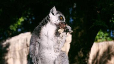 Bu yakın çekim vahşi yaşam videosunda çimenli bir çayırda rahat bir şekilde oturan bir lemur doğa tarafından çevrili iken huzur içinde yemek yiyor. Arka plan yeşil ağaçların yavaşça sallandığını gösteriyor, huzur ortamına derinlik katıyor