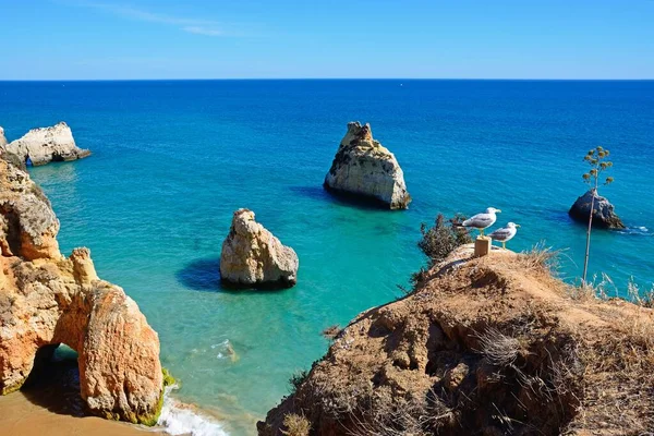 海の景色を望む崖の上のカモメの標高の高い景色 プライア ロッチャ ポルティマン アルガルヴェ ポルトガル ヨーロッパ — ストック写真
