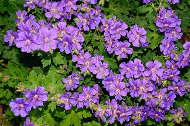 Grandiflora sardunya tam çiçek açmış, Staffordshire, İngiltere, İngiltere, Avrupa