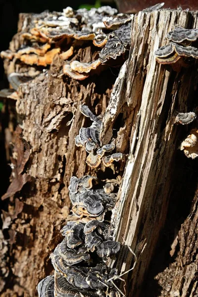 Çürüyen kiraz ağacı kütüğünde büyüyen mantarlar, Staffordshire, İngiltere, İngiltere, Avrupa.