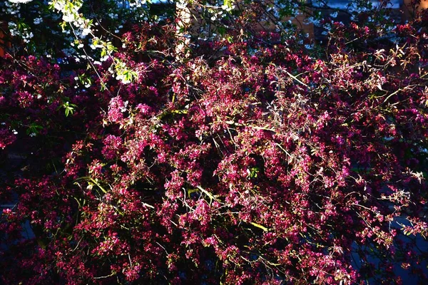 Bonita Flor Rosa Plena Floración Durante Primavera Staffordshire Inglaterra Reino —  Fotos de Stock