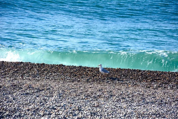 Чайка Стоит Галечном Пляже Разбивающимися Волнами Задней Части Ситон Великобритания — стоковое фото