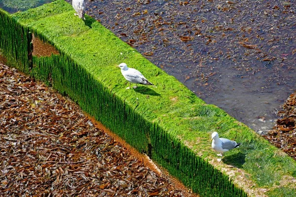 位于英国多塞特郡莱姆里吉斯市海滩水边的海鸥群站在覆盖着外流的海藻之上 — 图库照片