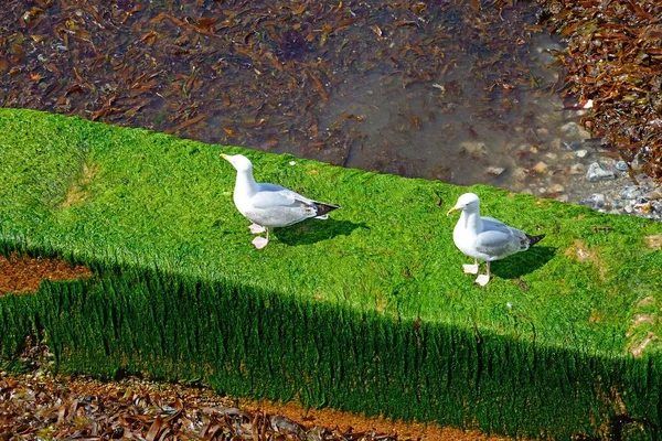 位于英国多塞特郡莱姆里吉斯市海滩水边的海鸥群站在覆盖着外流的海藻之上 — 图库照片