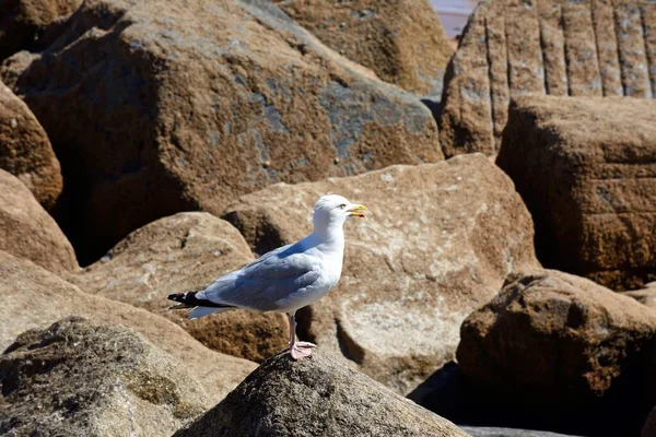Eine Möwe Steht Auf Den Felsen Rande Des Strandes Sidmouth — Stockfoto