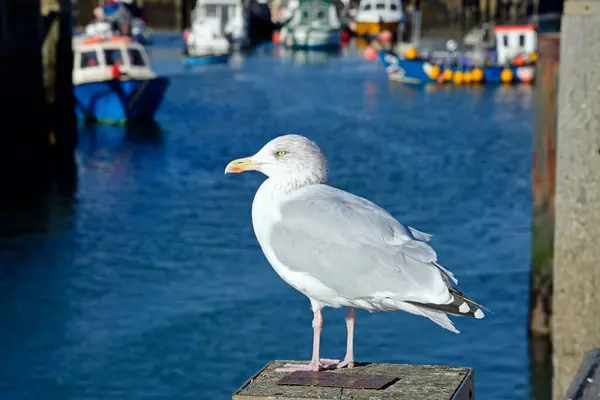 Möwe Sitzt Auf Der Hafenmauer Mit Fischerbooten Hintergrund West Bay — Stockfoto