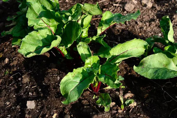 Young beetroot plants growing in a veg plot, Chard, Somerset, UK, Europe