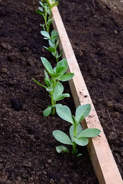 Broad Bean seedlings planted against a wooden stick as a guide, Chard, Somerset, UK, Europe