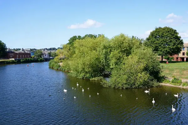 stock image EXETER, UK - AUGUST 22, 2023 - Swans and water birds along the river Exe with paddleboarders to the rear, Exeter, Devon, UK, Europe, August 22, 2023.