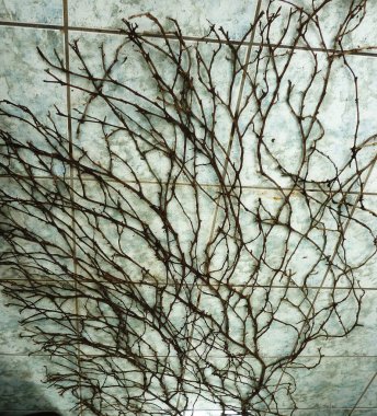 BALIKLARIN GERÇEK BÜYÜK GİRÜNÜŞÜNÜĞÜ, BİR KARAHI DÜŞÜK EDİYOR