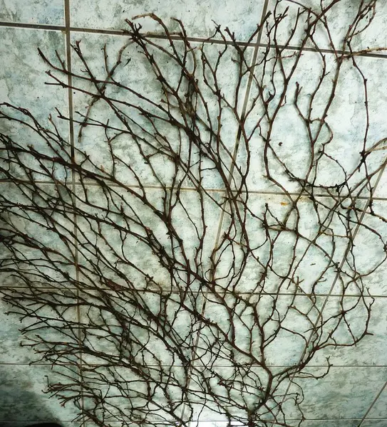 BALIKLARIN GERÇEK BÜYÜK GİRÜNÜŞÜNÜĞÜ, BİR KARAHI DÜŞÜK EDİYOR