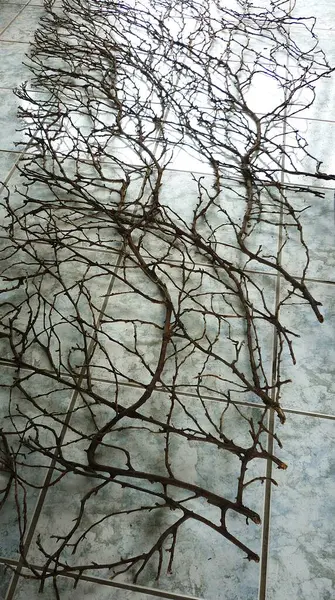 BALIKLARIN GERÇEK BÜYÜK GİRÜNÜŞÜNÜĞÜ, BİR KARAHI DÜŞÜK EDİYOR