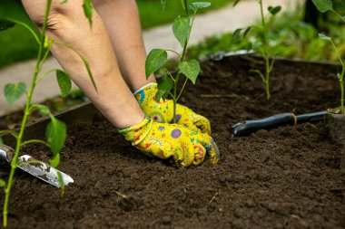 Bahçıvan, sebze bahçesindeki toprağa domates tohumlarını biyolojik olarak çözünebilir turba kabına ekiyor. Bahar Sürdürülebilir Bahçe