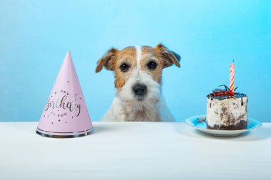 Köpek, Jack Russell Terrier, tatil, pasta, mum, doğum günü, yıldönümü, kutlama