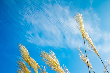 Shavuot Yahudi tatili. Erkek el, mavi bulutlu gökyüzü ve güneş ışınları arkaplanına karşı mavi kurdeleli olgunlaşmış buğday buketini tutuyor. Yahudi bayramı Shavuot konseptinin sembolleri. Model yap. Metin için boşluk.