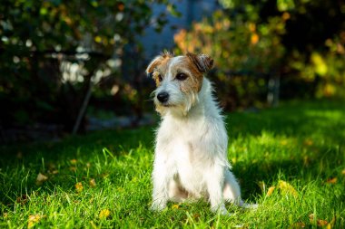 Erkek Jack Russell Terrier yerde yatıyor. Bu teriyer tilki avlamak için üretildi. Seçici odaklanma. Evcil hayvanlar ve av köpekleri konsepti. Ukrayna, Avrupa.