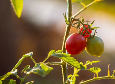 Domates, hasat, domates bahçede sebze bahçesi, çiftçi, hasat, vitamin, yiyecek, mevsim, bahçe yatağı.