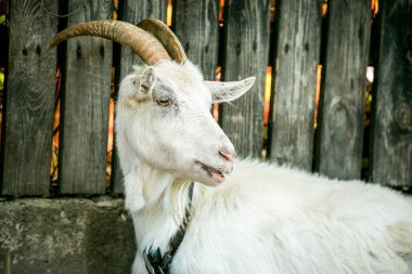 Keçi, Doğa, Çiftlik, Hayvan, Tarım, Süt, Hayvancılık