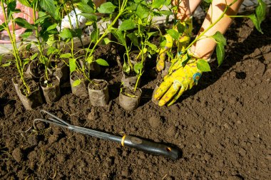 Bir bahçıvan bahçe toprağına domates tohumu eker. Bahar Sürdürülebilir Bahçe
