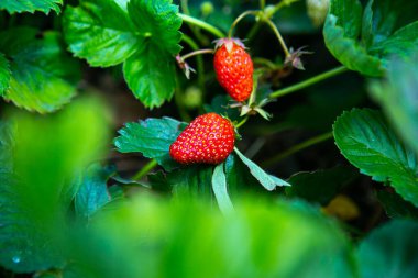 Bahçede olgun çilekler, sebze bahçesi, çilekler, yaz, vitaminler.