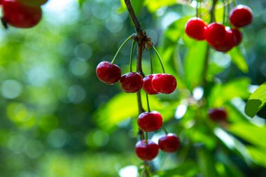 Bir dalda olgun kirazlar, yaz bahçesinde kiraz hasadı.