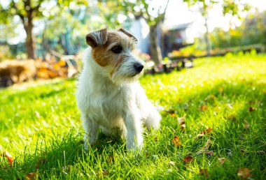 Jack Russell Terrier 'ın köpeği bir yaz bahçesinde çimlerin üzerinde oturuyor.