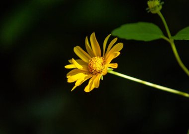 sarı çiçek, arka planda, izole, yaz, çiçek mevsimi, arka plan