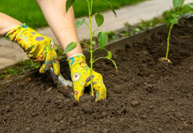 Bir bahçıvan bahçe toprağına domates tohumu eker. Bahar Sürdürülebilir Bahçe