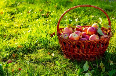 tatlı, vitaminler kırmızı elma, hasat, sonbahar, çimlerde elma, yiyecek, meyve,