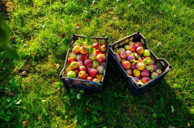 Elma hasadı, bir kutuda elma, bahçe, hasat, vitaminler