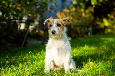 Köpek Jack Russell Terrier, çimenlerde yatıyor, hayvan, doğa, köpek yavrusu, hayvan sevgisi, komik
