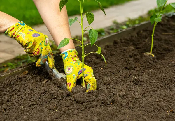 Bir bahçıvan bahçe toprağına domates tohumu eker. Bahar Sürdürülebilir Bahçe