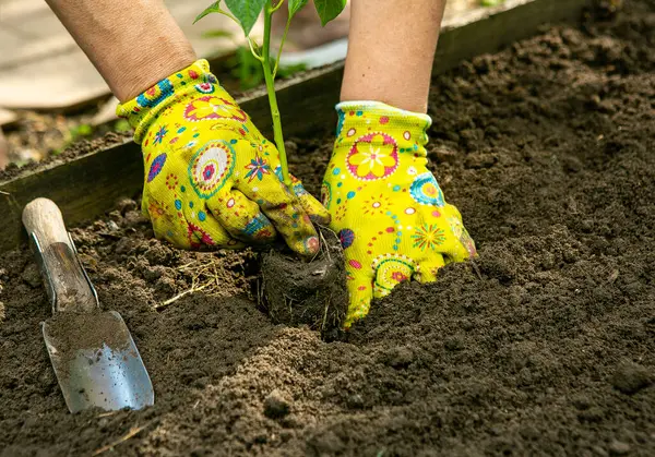 Bir bahçıvan bahçe toprağına domates tohumu eker. Bahar Sürdürülebilir Bahçe
