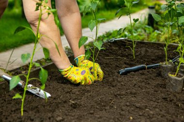 Tohum, bitki, toprak, bahçe yatağı, bahçıvan, toprakta bitki, hasat. Bahar