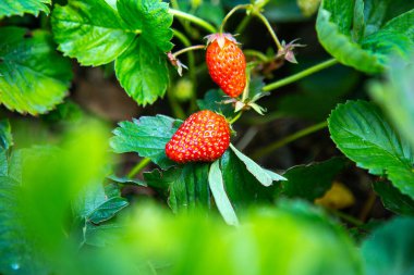 Bahçe yatağında çilek çalısı. Yeşil çilekler ve olgun kırmızı meyveler. Çilek olgunlaşma zamanı.