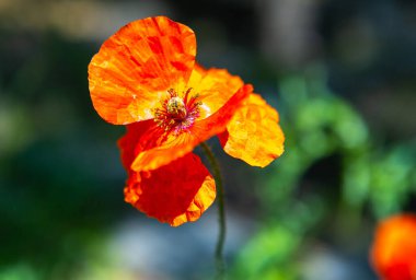 çiçek, haşhaş, bitki, yaz, çiçek mevsimi, aroma, bahçe, hayran