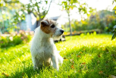 Köpek Jack Russell Terrier, çimenlerde yatıyor, hayvan, doğa, köpek yavrusu, hayvan sevgisi, komik
