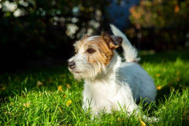 Köpek Jack Russell Terrier, çimenlerde yatıyor, hayvan, doğa, köpek yavrusu, hayvan sevgisi, komik