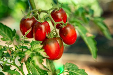 Domates, hasat, domates bahçede sebze bahçesi, çiftçi, hasat, vitamin, yiyecek, mevsim, bahçe yatağı.