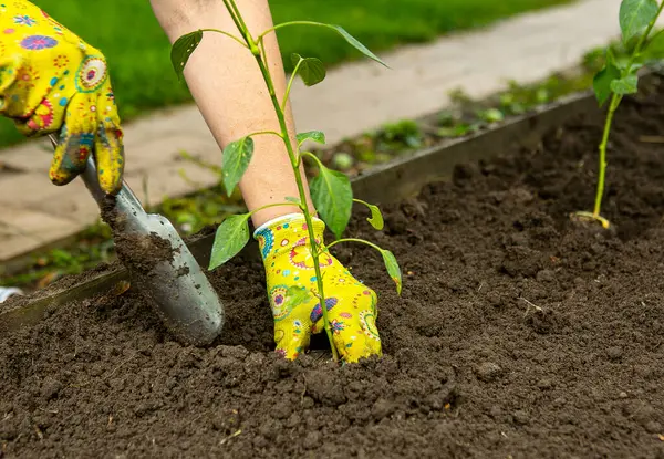 Kadın toprağa domates tohumu eker, mevsim, bahçe, toprak