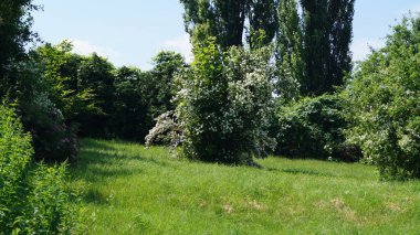 Güzel botanik fotoğrafı, doğal duvar kağıdı.