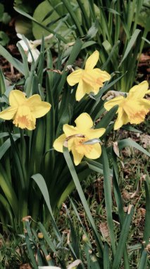 Sarı laleler kadar yakın