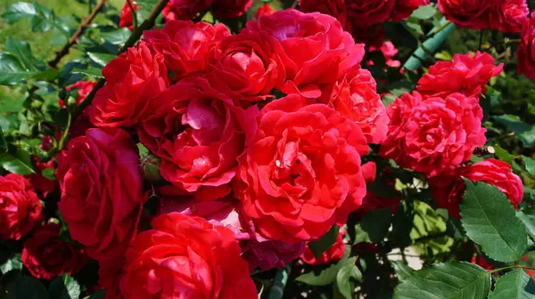 Bahçedeki kırmızı güller