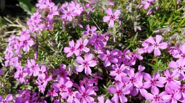 Bahçedeki güzel çiçekler